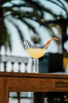 Grand Hotel Fasano - Barer