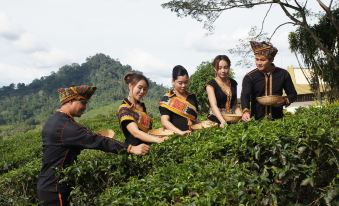 Sabah Tea Garden
