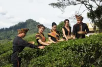 Sabah Tea Garden