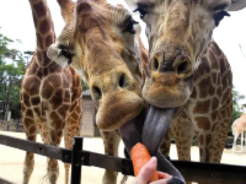 Roar and Snore at Taronga Zoo Sydney Hoteles en Mosman