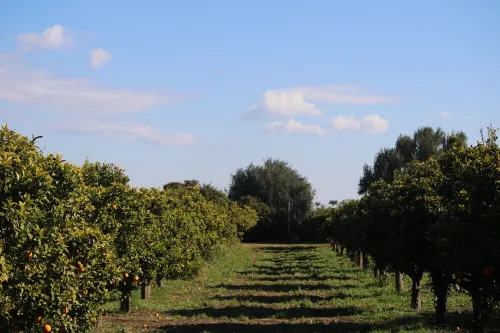 ROSELLE - SAN BASILIO GUEST HOUSE