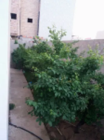 Maison El hana, a beautiful villa de vacances, jouit d'un vif oxygène écologique Hotels in 