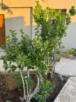 The Noverian Antama Organic Beach Resort Chania with Outdoor Heated Pool - Condos