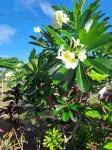 Home in Siusega - Vonnys Garden House - 2-Star
