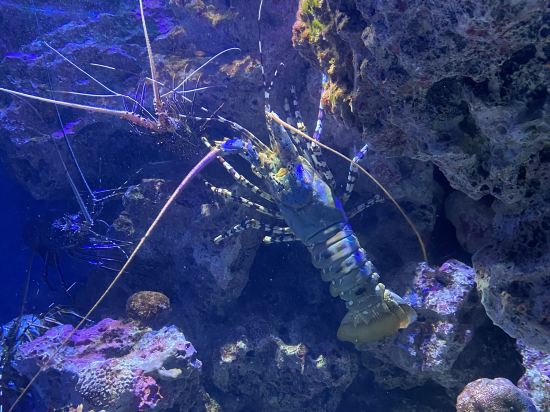 ホテルルートイン那覇泊港 クーポン