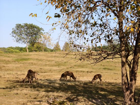維也納國際飯店（杭州瓶窯良渚文化店）優惠