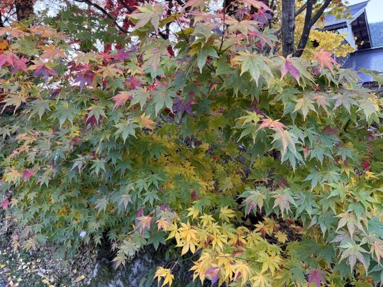 名古屋可信白河酒店優惠