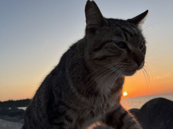 コスタベージャ コンドミニアムリゾート クーポン