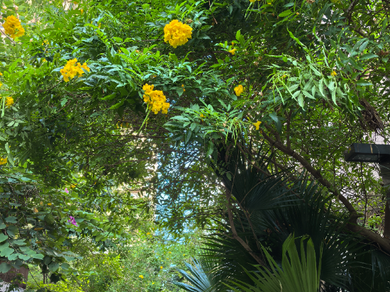泰華梧桐公寓（寶安中心店）優惠