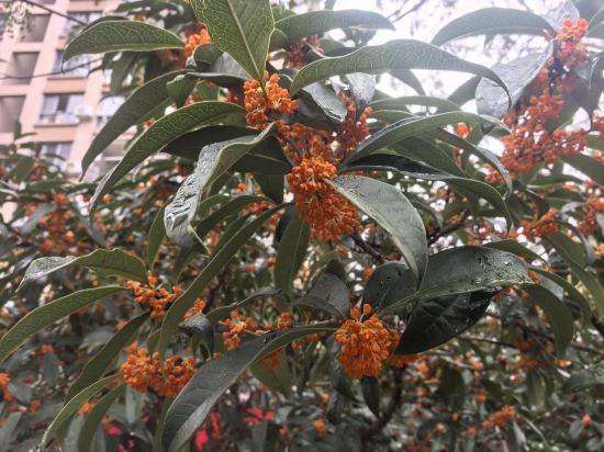 恩澤星玥飯店（三坊七巷達明路美食街店）優惠