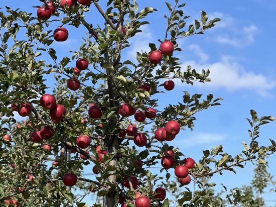 Dormy Inn飯店-弘前天然溫泉優惠