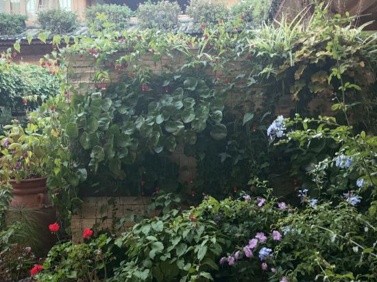 麗江花海客棧優惠