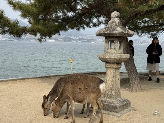 リブマックスリゾート安芸宮島 クーポン
