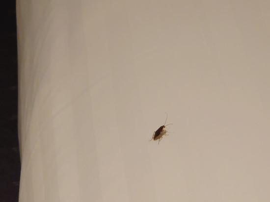 日本環球影城 利蓓爾酒店優惠