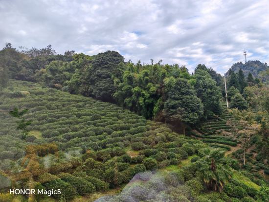 邛崍竹上花楸民宿優惠