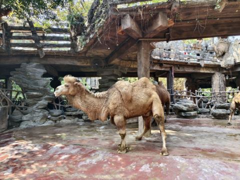 佛山順德長鹿度假村優惠