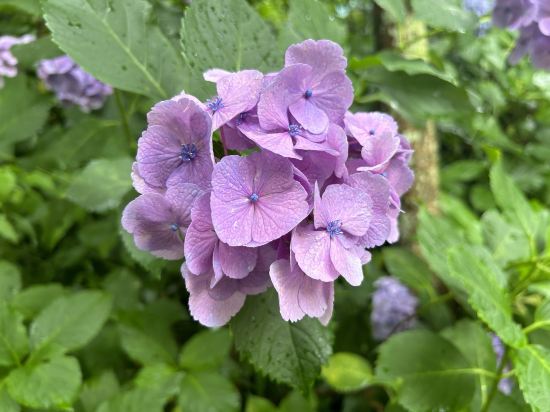 ホテル 現代楽園 伊勢原店 - 大人限定 クーポン