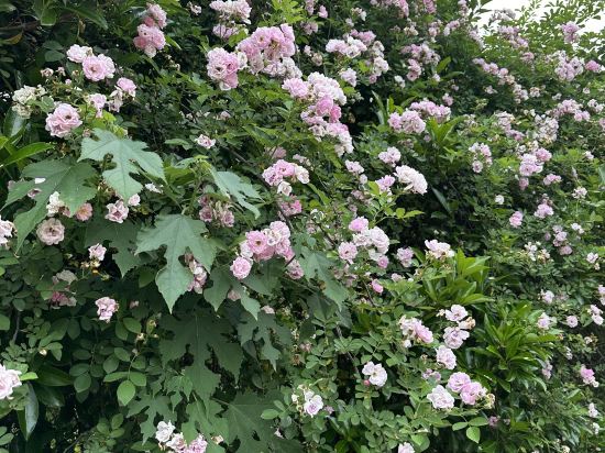 天台天餘名宿優惠