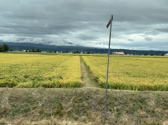 天然温泉 紫雲の湯 ラビスタ富良野ヒルズ クーポン