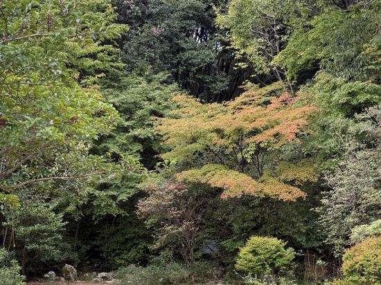 数寄屋風別館 佳水園 クーポン
