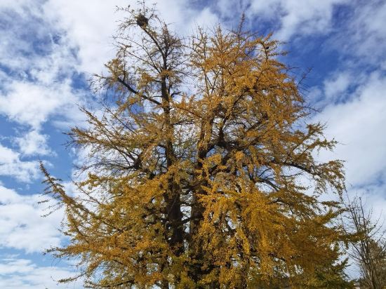 陽山金楓葉酒店優惠