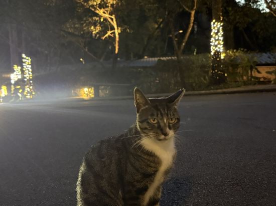 新北三峽大板根森林溫泉飯店優惠