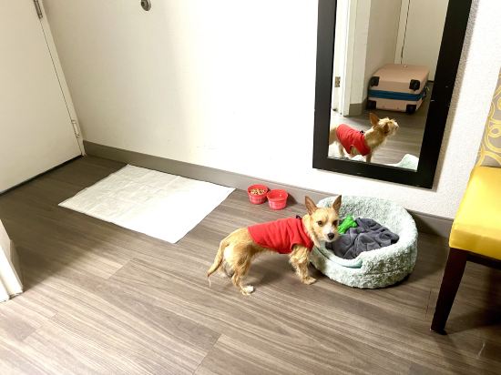 查爾斯頓河景温德姆拉昆塔套房酒店優惠