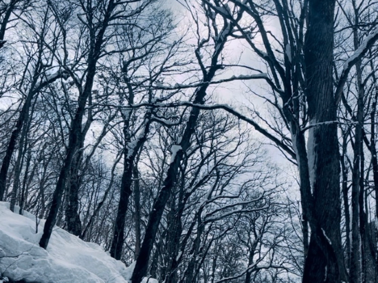 星野リゾート 奥入瀬渓流ホテル クーポン