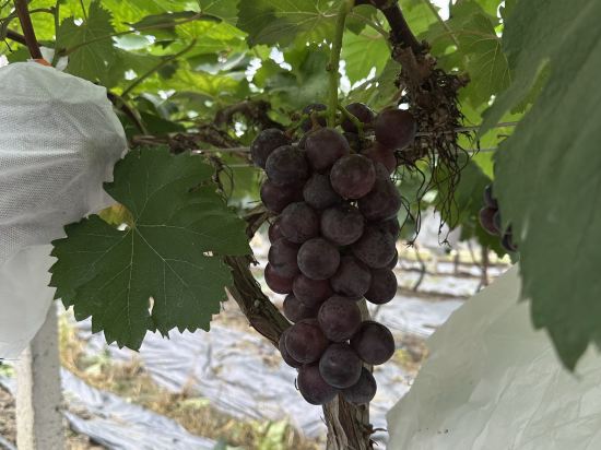 廣州從化聚城山莊優惠