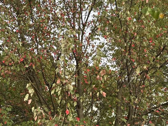 康奈爾大學斯塔特勒酒店優惠