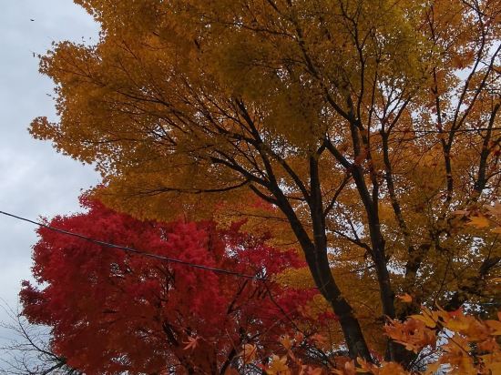 十和田莊飯店優惠