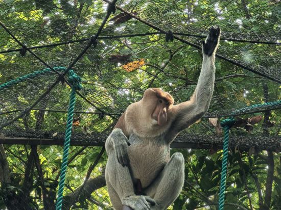 長隆香江酒店（廣州長隆野生動物世界店）優惠