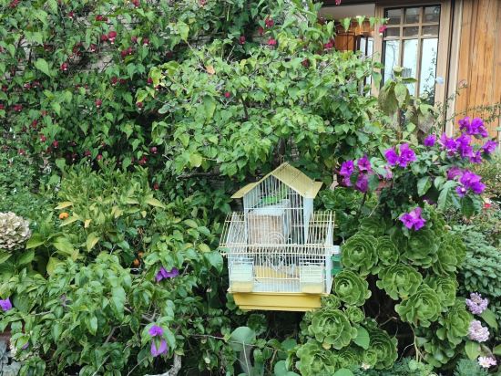 麗江花海客棧優惠