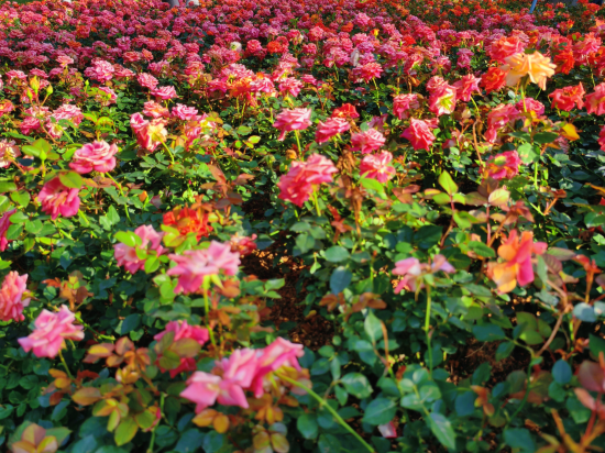 喜悦門酒店（廣州融創文旅城店）優惠