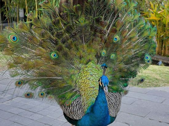 陽朔悦榕莊優惠