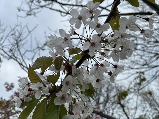 聖詹姆斯背包客旅館優惠