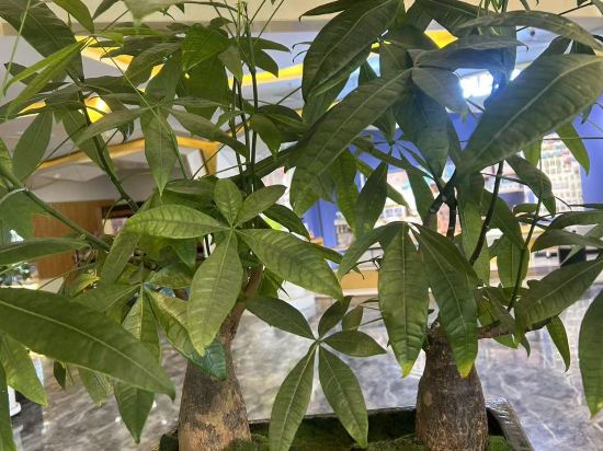 阿勒泰金橋假日飯店優惠