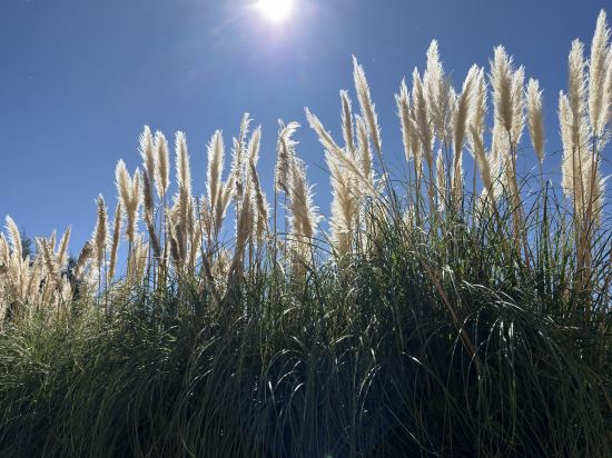 麗江石頭厝雪山度假飯店優惠