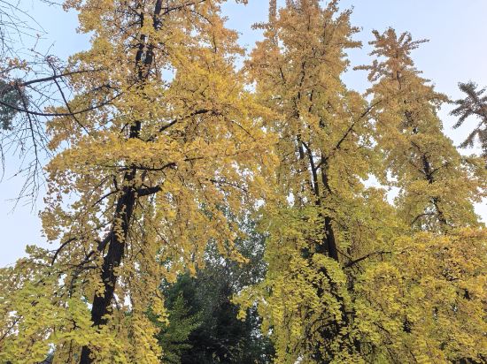 成都天府麗都喜來登飯店優惠