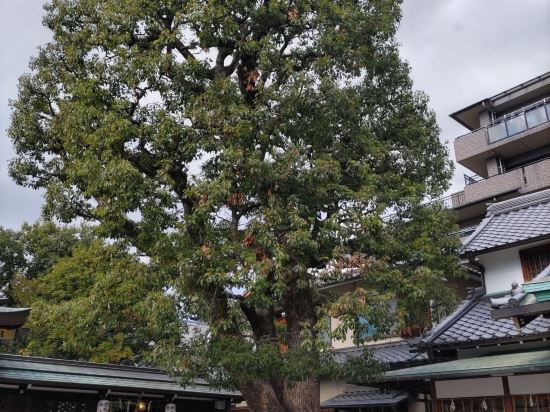 アーバンホテル京都 二条プレミアム クーポン