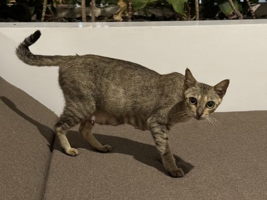 薄荷島阿米汗度假村優惠