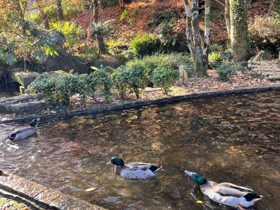 露天風呂付き離れの宿　南阿蘇俵山温泉旅館　竹楽亭 クーポン