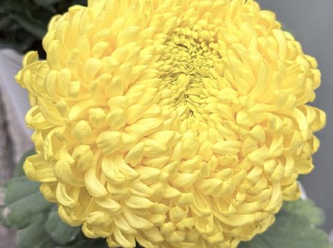 深圳6號花園酒店優惠