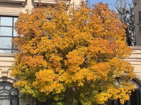 北京大興希爾頓酒店優惠