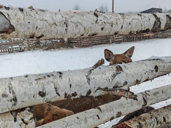 長白山魯能勝地瑞士酒店度假村優惠