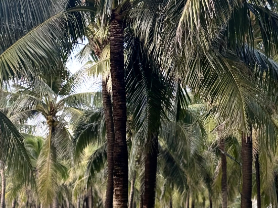 富國島溫德姆至尊飯店優惠