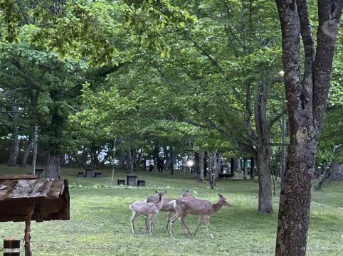 休暇村 支笏湖 クーポン