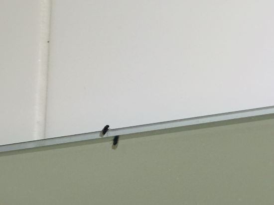 APX酒店公寓-達令港優惠