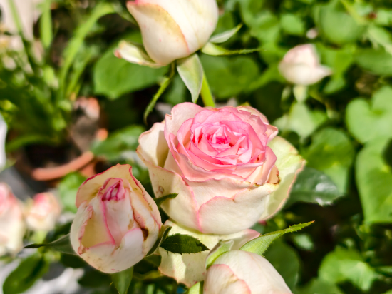 多倫吉嘉賓館優惠