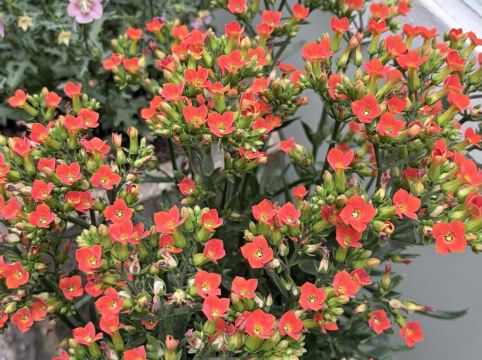 深圳6號花園酒店優惠